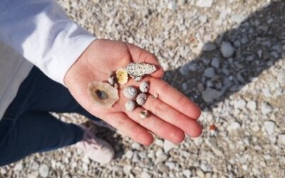 Primjena prirodoznanstvene metode u početnoj nastavi prirodoslovlja